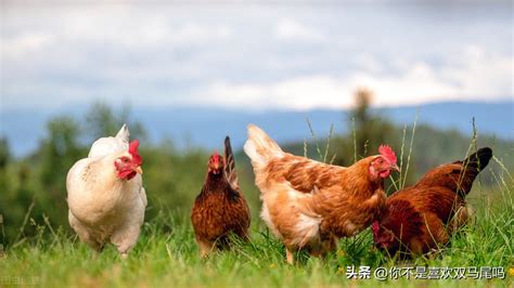 公雞叫起床|公雞為什麼早上起來要打鳴？是雞叫醒了太陽 ...